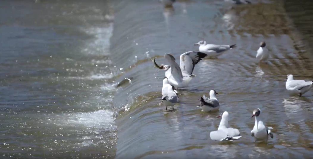 湟魚洄游奇觀。包雷攝