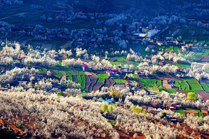 大金川上看梨花，梨云悠悠，滿山遍野潔白一片。金川縣供圖