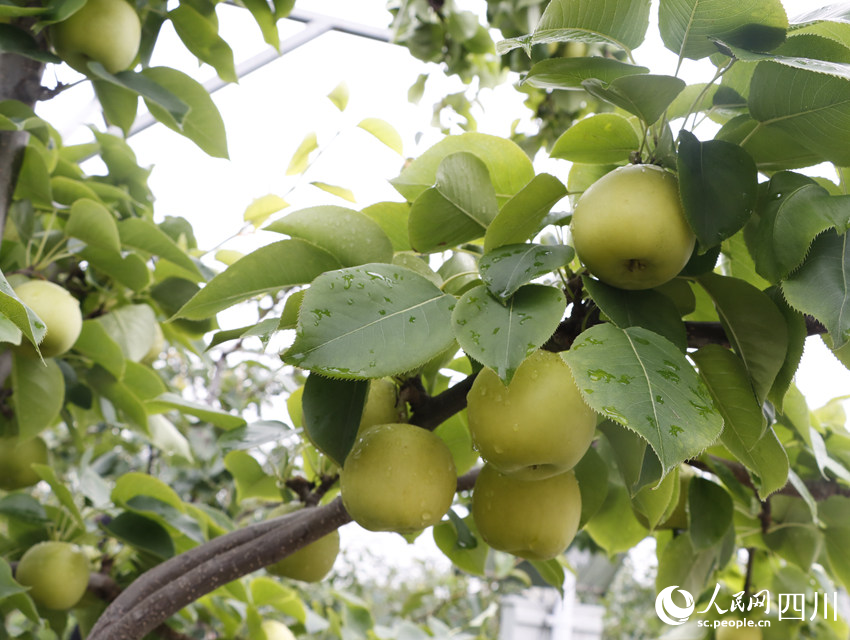 即將上市的雪梨“翠冠”。勾璇攝