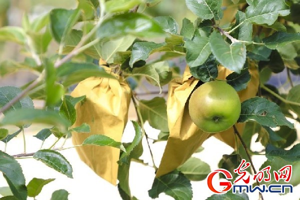 我們的家園｜小蘋(píng)果帶動(dòng)大產(chǎn)業(yè)，帶你看看這座阿壩州小村的鄉(xiāng)村振興新模式