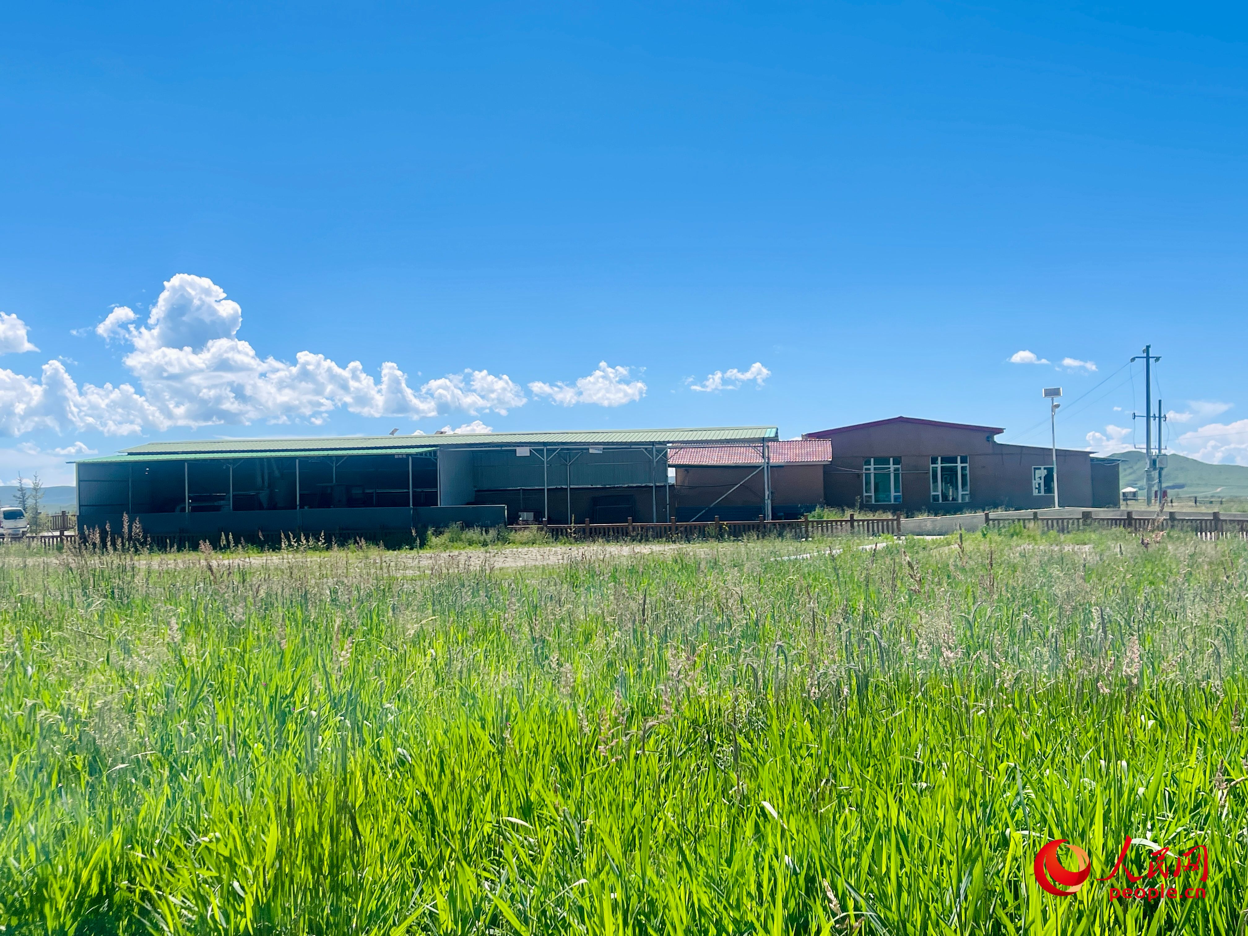 唐日合作社牧草茂密。人民網(wǎng) 周靜圓攝