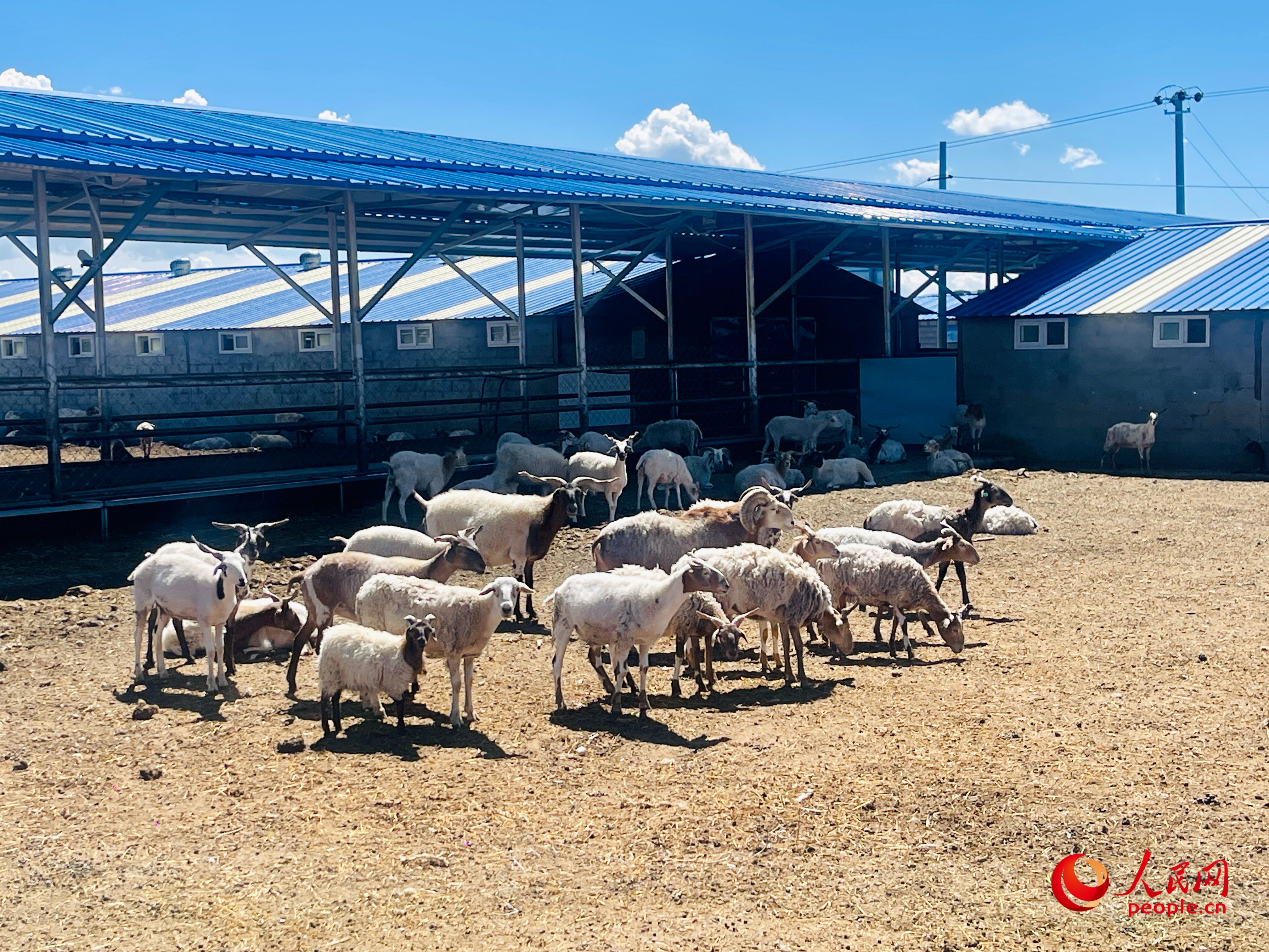 唐日合作社里養(yǎng)殖的羊。人民網(wǎng) 周靜圓攝