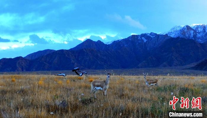 黑頸鶴、鵝喉羚多種野生動(dòng)物“同框”現(xiàn)身青海都蘭湖國(guó)家濕地公園