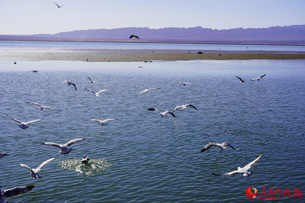 可魯克湖水鳥群飛。人民網(wǎng) 陳明菊攝