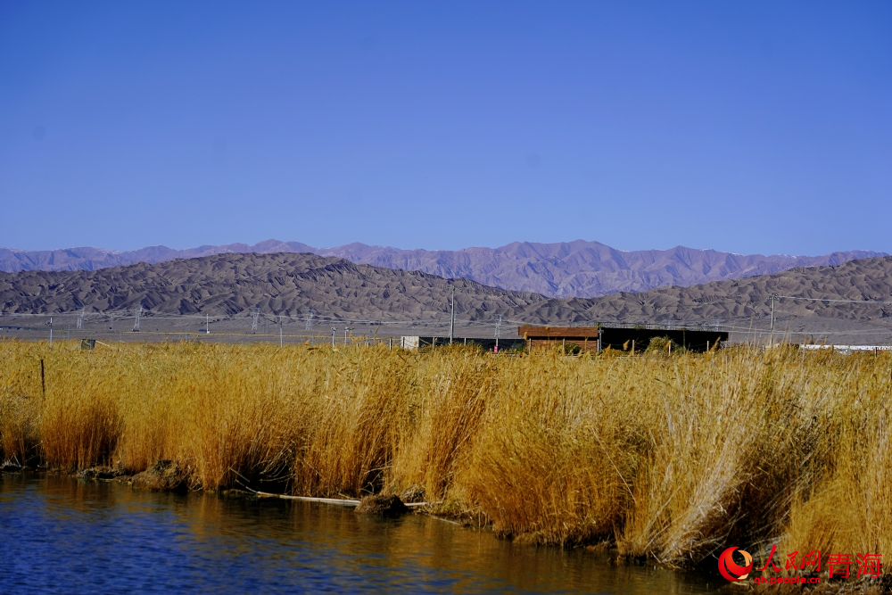 可魯克湖蘆葦蕩漾。人民網(wǎng) 陳明菊攝