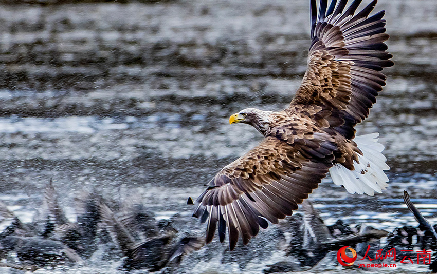 白尾海雕抓骨頂雞。彭建生攝