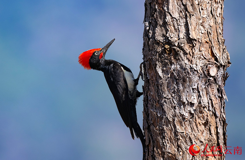 白腹黑啄木鳥。郎批攝