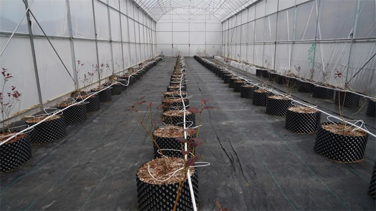 木日窩村藍莓示范基地的藍莓苗。黑水縣融媒體中心供圖