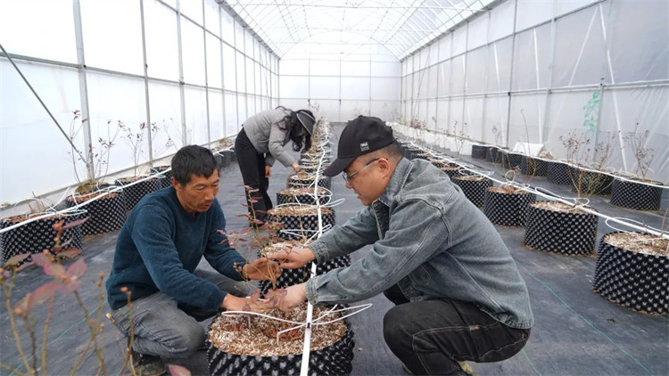 任宇和工人一起為藍莓苗修枝。黑水縣融媒體中心供圖