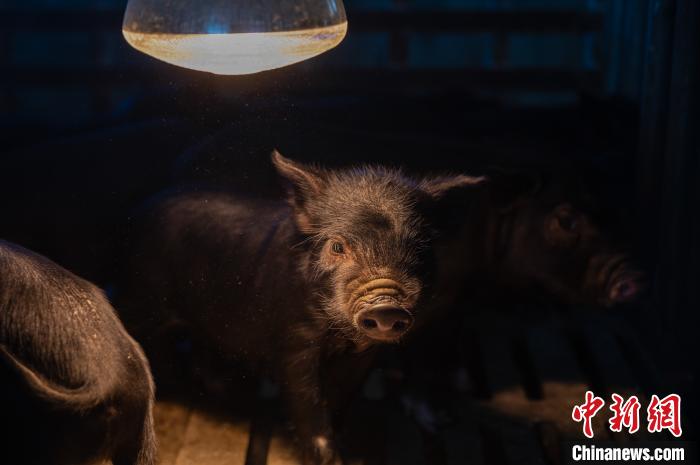 圖為藏豬被稱為“高原之珍”，以口感佳、營養(yǎng)價值高而聞名?！『闻罾?攝