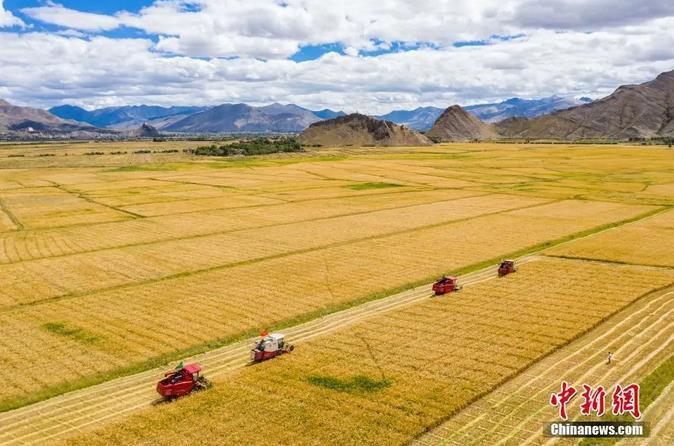 資料圖：西藏日喀則市江孜縣紫金鄉(xiāng)努堆村村民利用收割機收青稞。<a target='_blank' ><p  align=