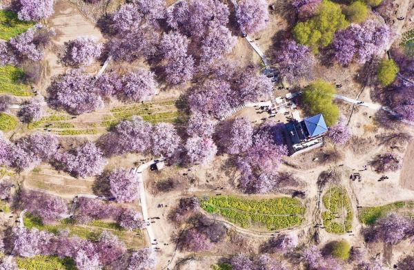 世外桃源！一組圖告訴你，西藏林芝桃花能有多美