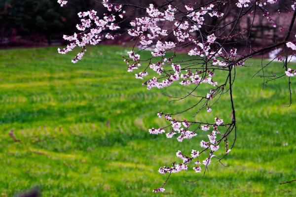 世外桃源！一組圖告訴你，西藏林芝桃花能有多美