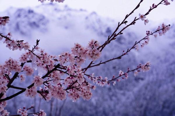 世外桃源！一組圖告訴你，西藏林芝桃花能有多美
