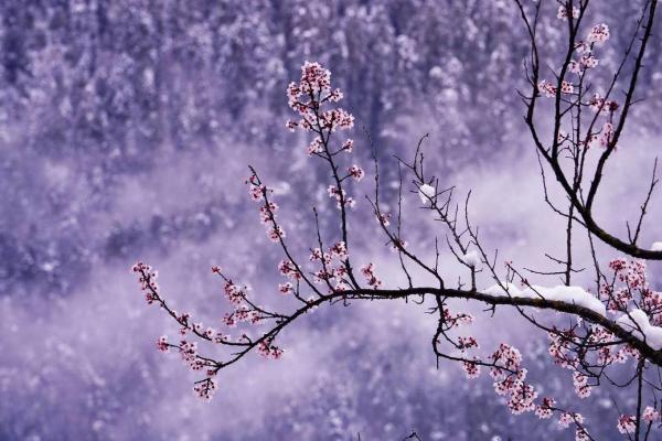 世外桃源！一組圖告訴你，西藏林芝桃花能有多美