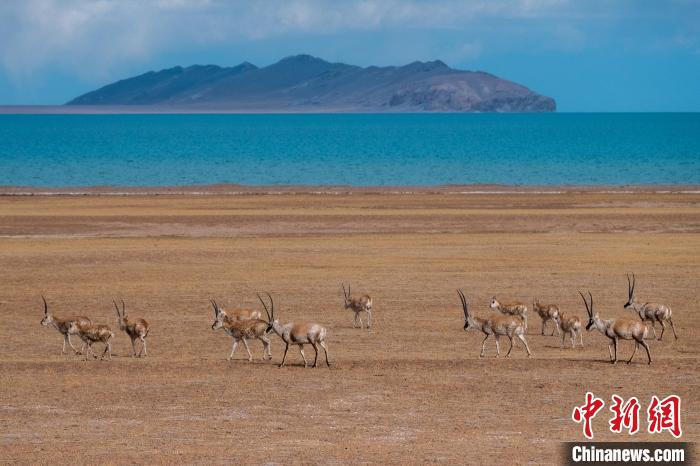圖為西藏第一大湖色林錯(cuò)湖畔的藏羚羊群休閑覓食?！〗w波 攝