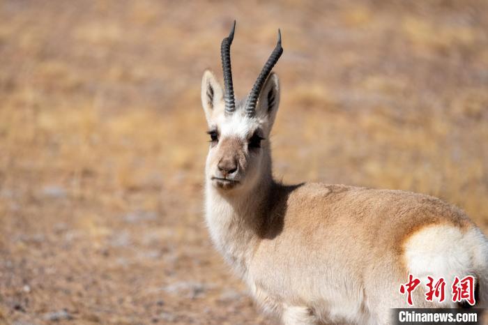 圖為西藏藏原羚，藏原羚是青藏高原特有種，也被稱為西藏黃羊。　江飛波 攝