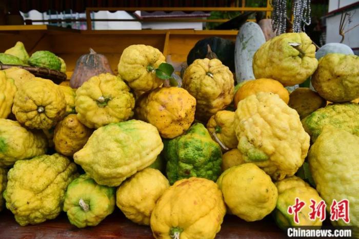 墨脫大檸檬，學(xué)名香櫞，和檸檬均為蕓香科植物。(<a target='_blank' href='/'><p  align=