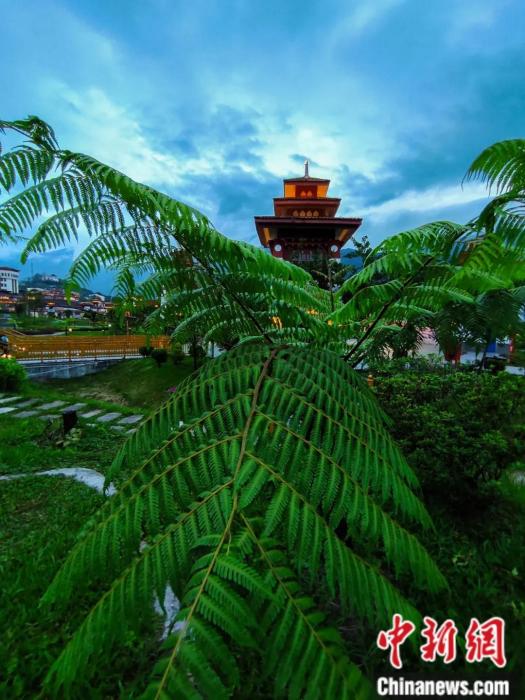 墨脫縣城公園里的桫欏。