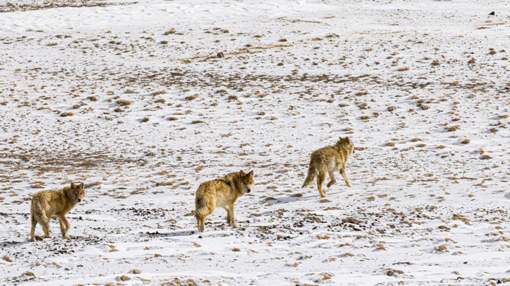 狼。金阿次仁攝