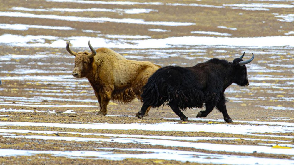 野牦牛。金阿次仁攝
