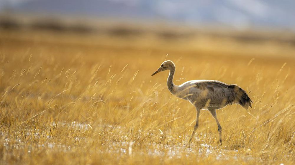 黑頸鶴幼鳥。金阿次仁攝