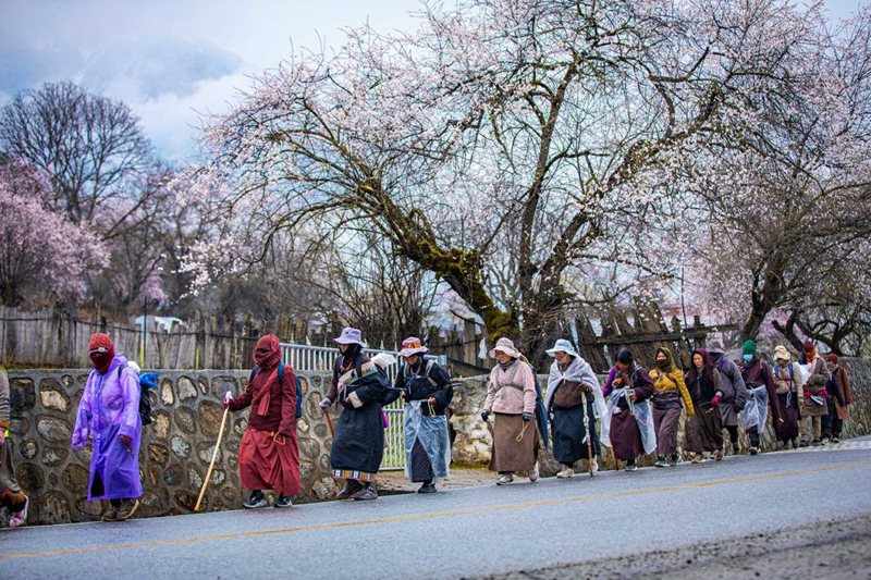 下雨了，漫步在桃花下的村民。張靜攝