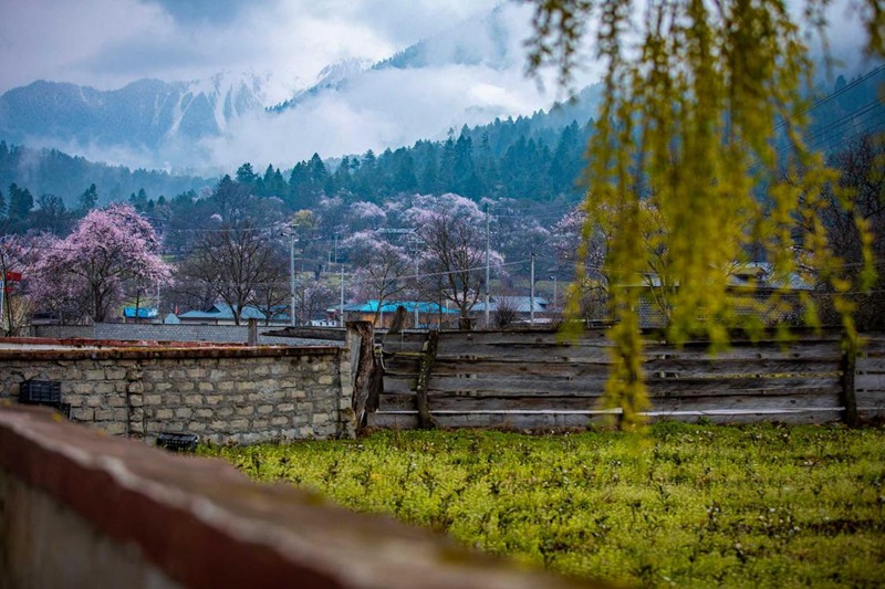 桃花深處的村莊。張靜攝