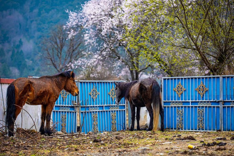 桃花下村莊。張靜攝