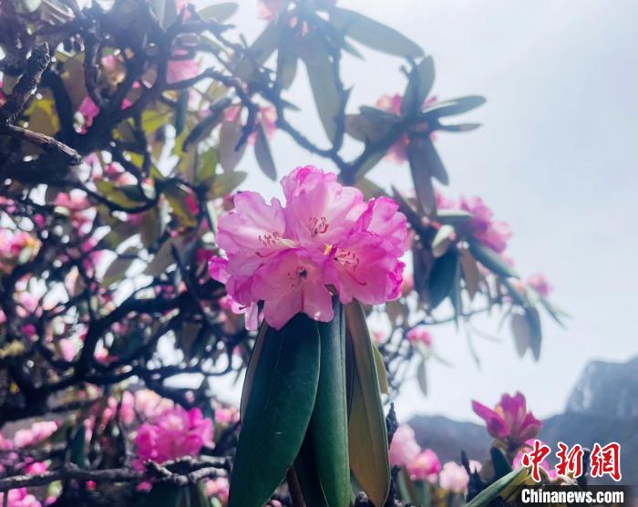 近日，西藏自治區(qū)山南市加查縣索囊溝的杜鵑花競相綻放?！∪轿木?攝