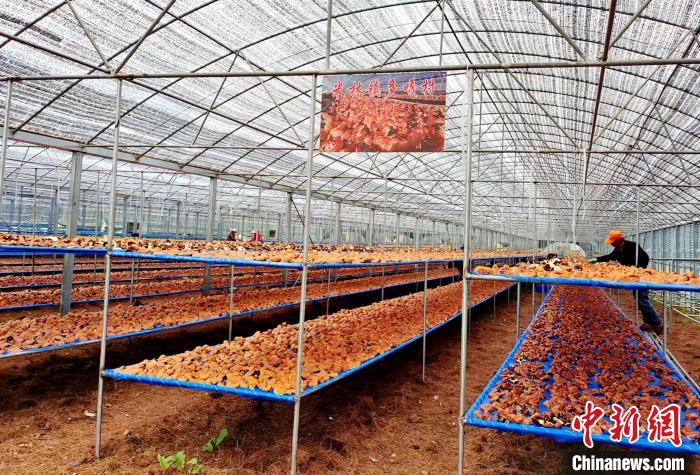 圖為紅太陽(yáng)科技示范家庭農(nóng)場(chǎng)采收的靈芝?！∑酱胪喙﹫D