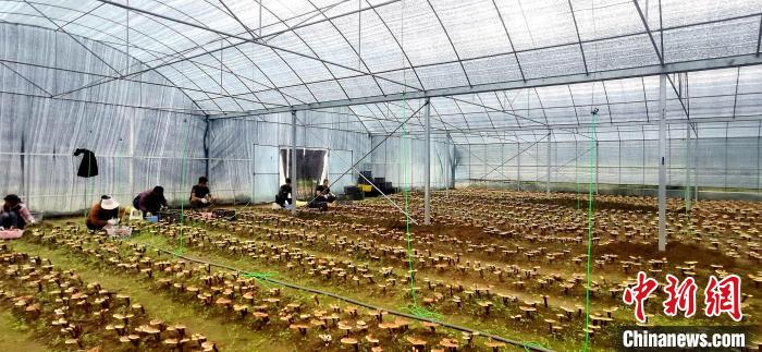 圖為紅太陽(yáng)科技示范家庭農(nóng)場(chǎng)組織民眾采收靈芝?！∑酱胪喙﹫D