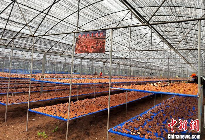 圖為紅太陽(yáng)科技示范家庭農(nóng)場(chǎng)采收的靈芝?！∑酱胪喙﹫D