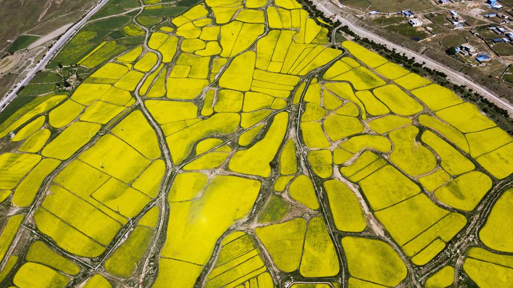 西藏墨竹工卡縣油菜農(nóng)田。