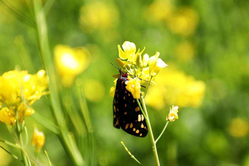 一只蝴蝶停留在油菜花上。
