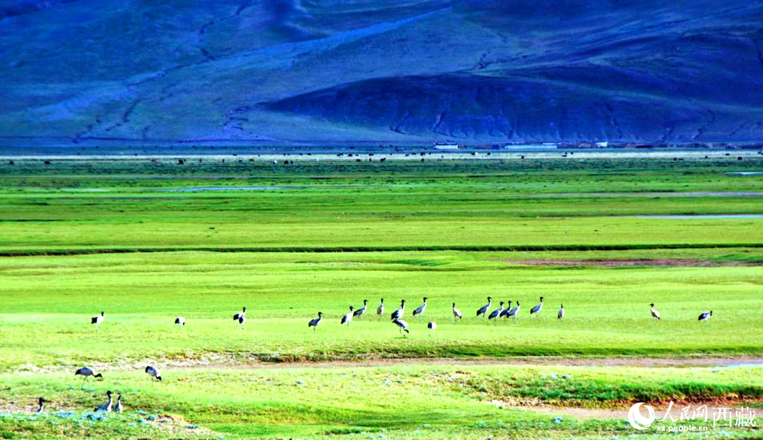 這個(gè)季節(jié)正是黑頸鶴繁殖季。人民網(wǎng) 李海霞攝