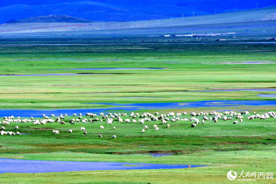 水草豐美的草原，牛羊悠閑覓食。人民網(wǎng) 李海霞攝