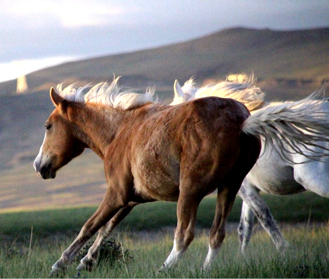 草原上奔騰的馬兒。普布桑杰攝
