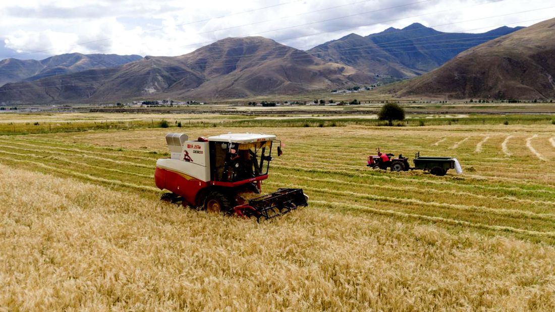 抗疫情、保秋收。洛克攝