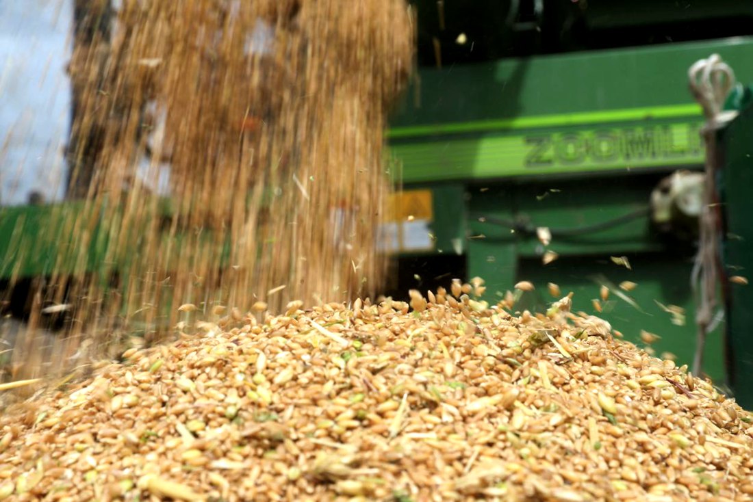 承載著希望的青稞，顆粒歸倉(cāng)。洛克攝