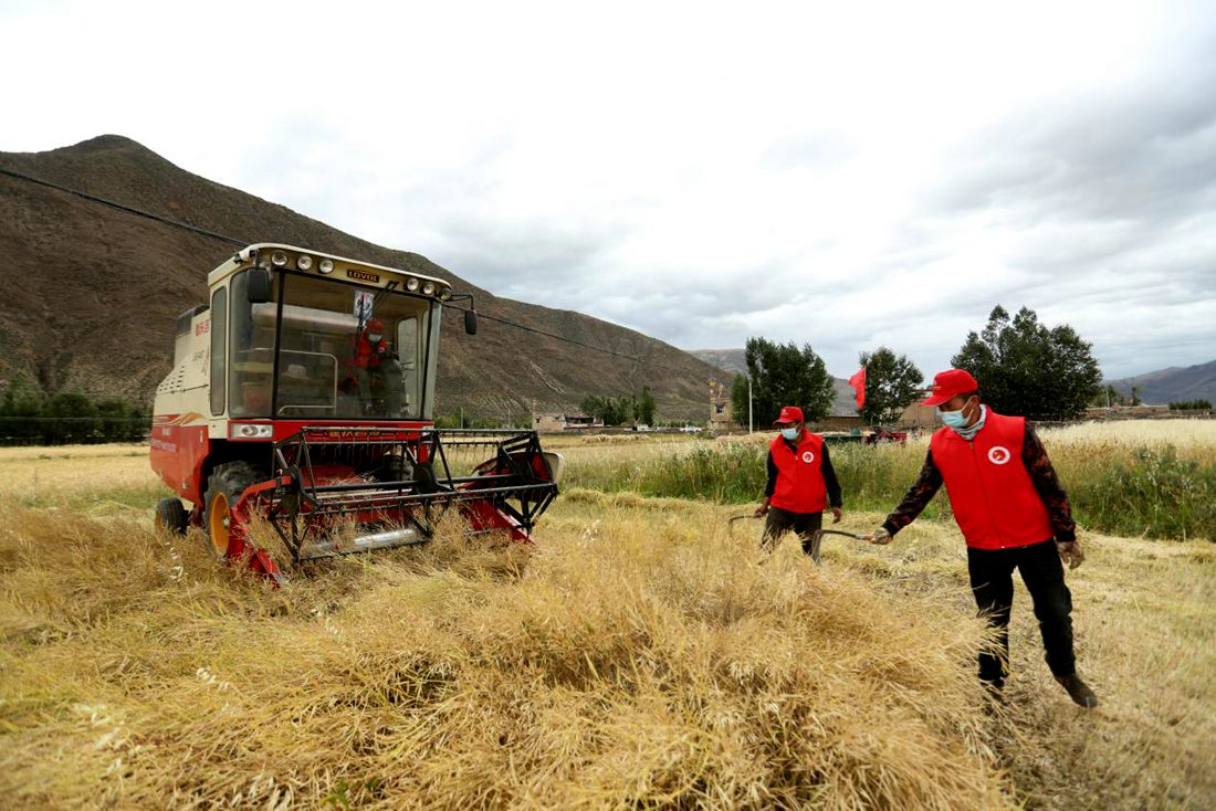 陣陣機(jī)械的轟鳴聲傳來豐收的喜悅。洛克攝