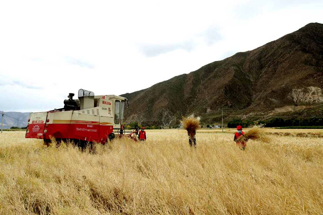 希望的田野。洛克攝