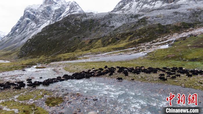 圖為轉場中的牦牛?！÷蹇?攝