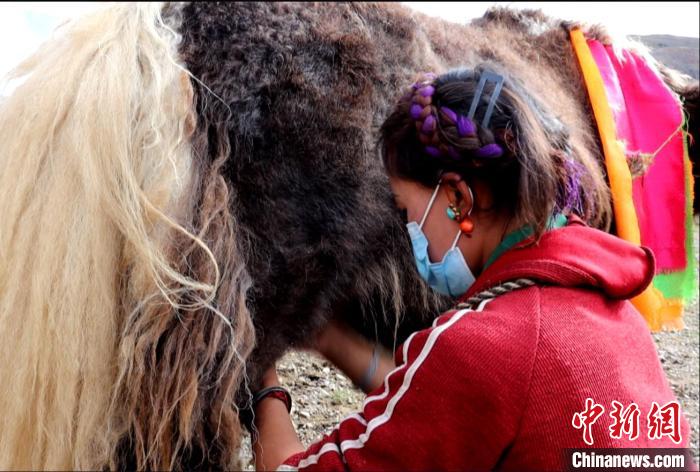 圖為牧民正在擠奶?！∪湛t文聯(lián)供圖