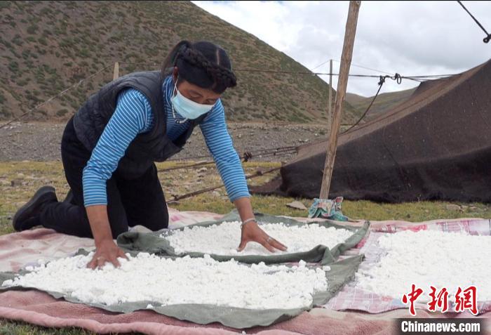 圖為牧民正在制作奶渣?！∪湛t文聯(lián)供圖