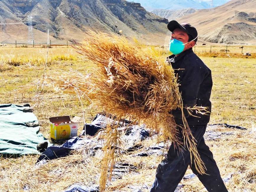 西藏吉?。簬愠两襟w驗秋收打場【2】