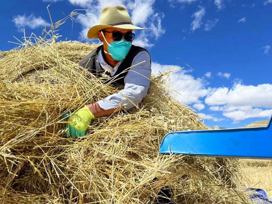 西藏吉?。簬愠两襟w驗秋收打場【3】