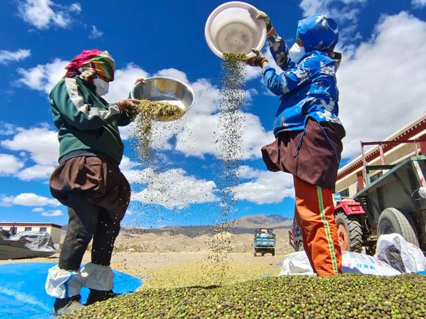 西藏吉?。簬愠两襟w驗秋收打場【10】