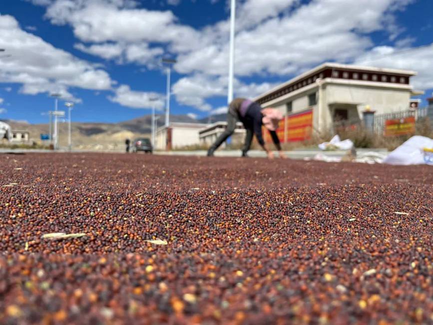 西藏吉?。簬愠两襟w驗秋收打場【15】