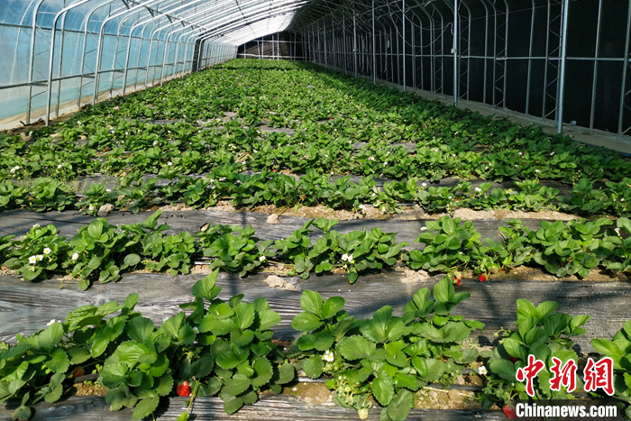 圖為10月21日，康馬縣薩馬達(dá)鄉(xiāng)高原溫室大棚內(nèi)的草莓長(zhǎng)勢(shì)良好。<a target='_blank' href='/'><p  align=